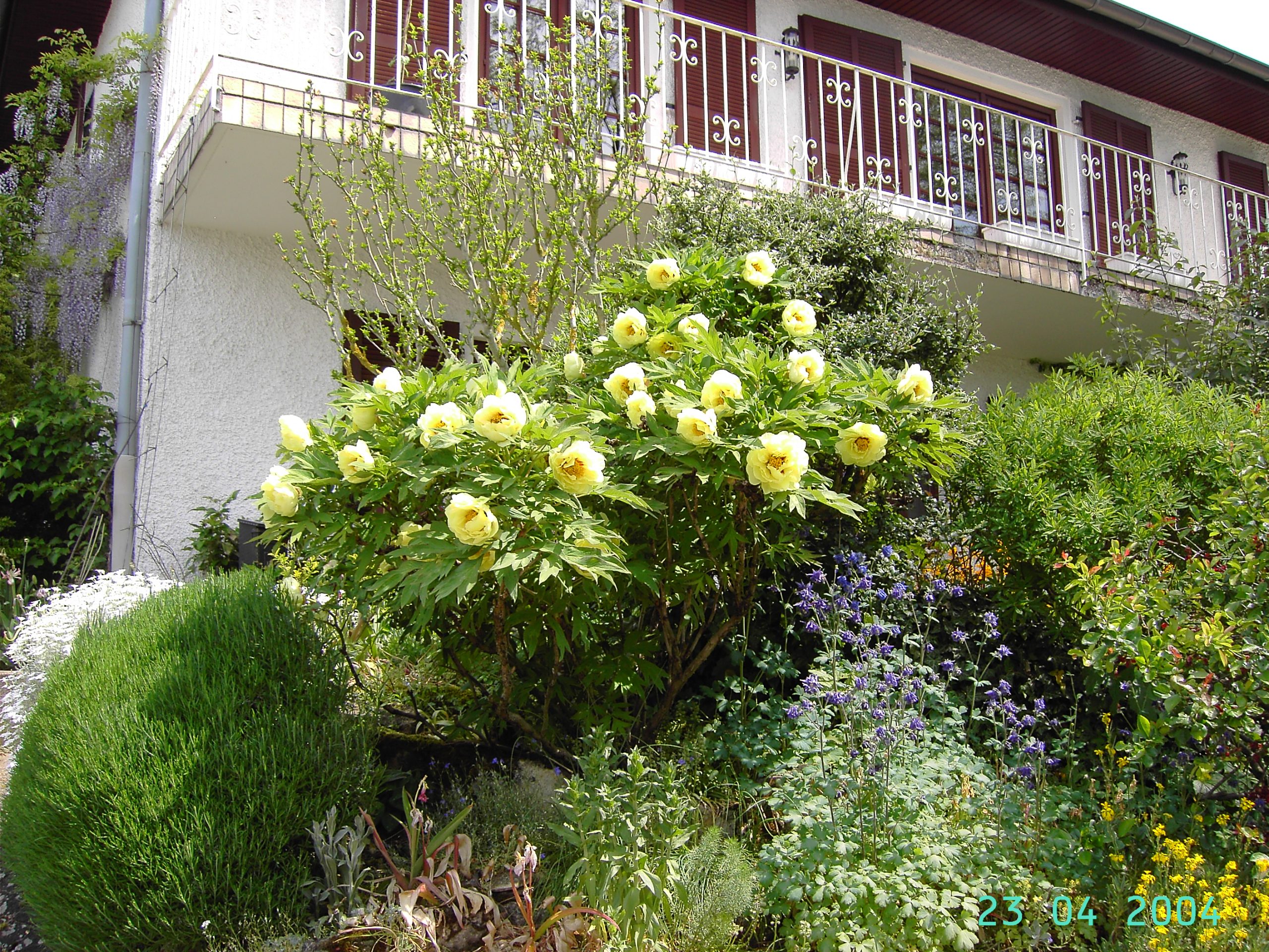 Blühender Frühlingsgarten vor einem Wohnhaus