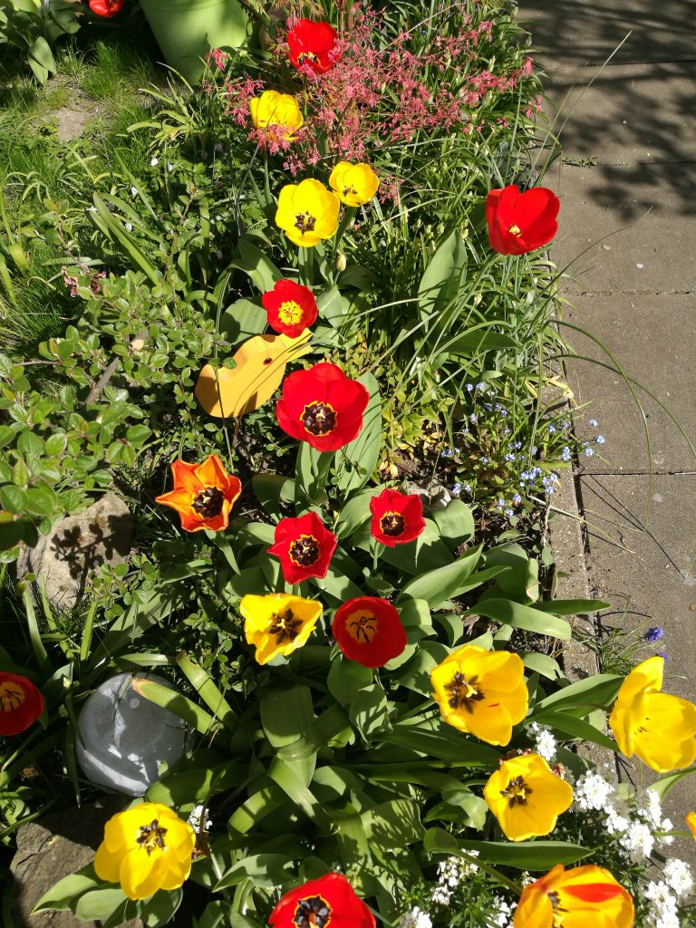 dav Rote, gelbe und orange Frühlingsblumen im Garten