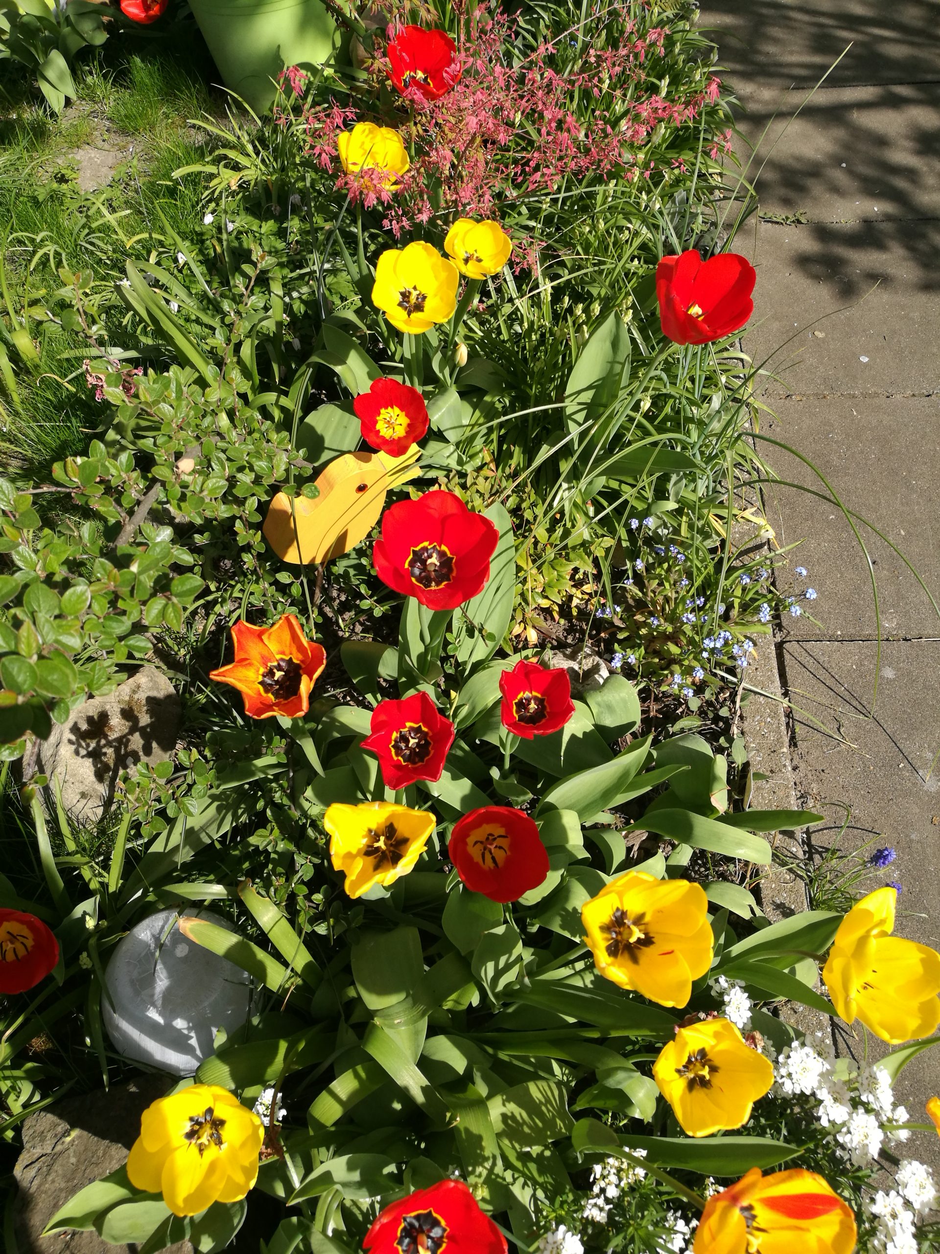 Rote, gelbe und orange Frühlingsblumen im Garten
